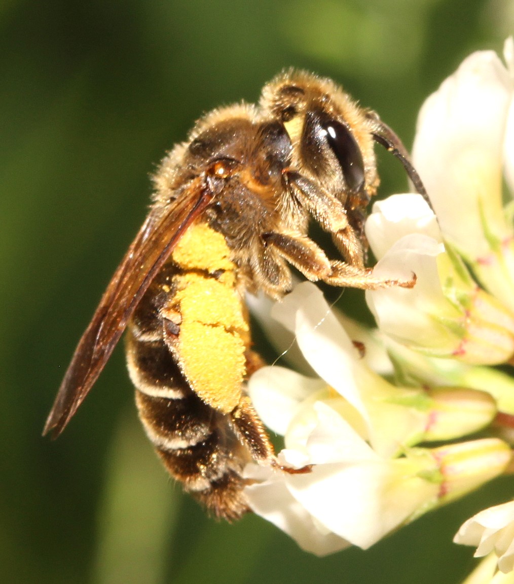 Andrena labialis Weibchen